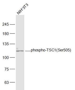 Phospho-TSC1 (Ser505) Rabbit P