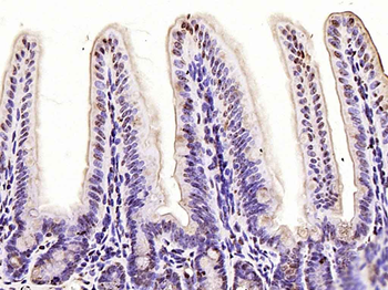 Dnmt3b Rabbit Polyclonal Antib