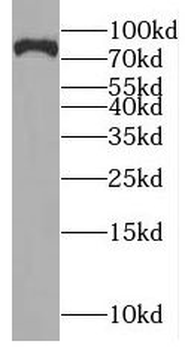 NYAP2 Antibody抗体，orb629497，bio
