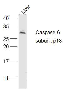 Caspase-6 subunit p18 Rabbit P