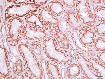 Ly6a Rabbit Polyclonal Antibod