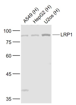 LRP1 Rabbit Polyclonal Antibod