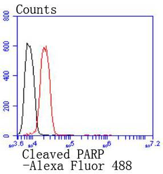 Cleaved PARP Recombinant Rabbi