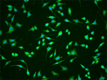 Mst2 Rabbit Polyclonal Antibod