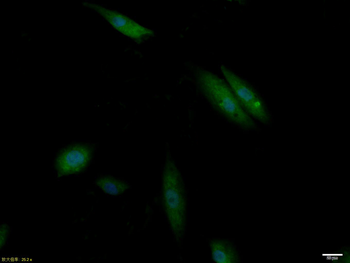 Phospho-IRS1 (Tyr1229) Rabbit 
