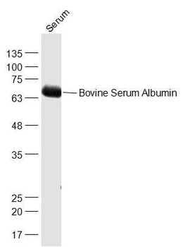 Bovine Serum Albumin Rabbit Po