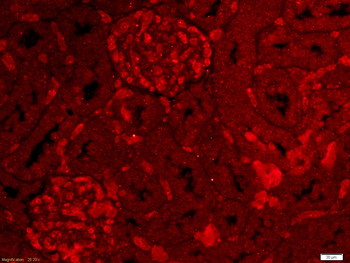 Ly6a Rabbit Polyclonal Antibod