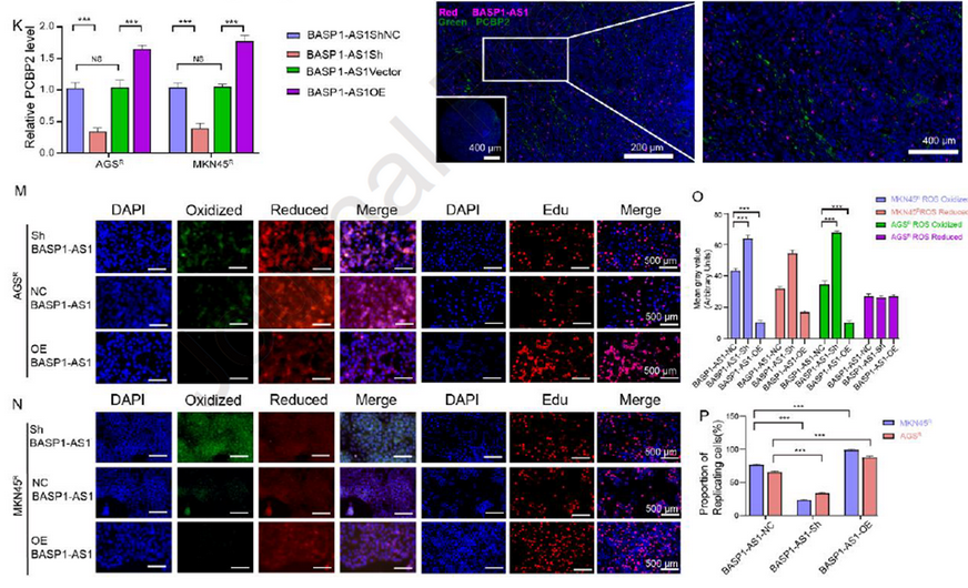 AtaGenix定制乳酰化抗体助力解析BASP1-AS1–PCBP2通路，揭示胃癌奥沙利铂耐药新机制
