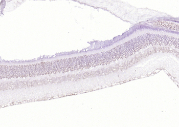 RNF165 Rabbit Polyclonal Antib