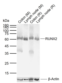 RUNX2 Rabbit Polyclonal Antibo