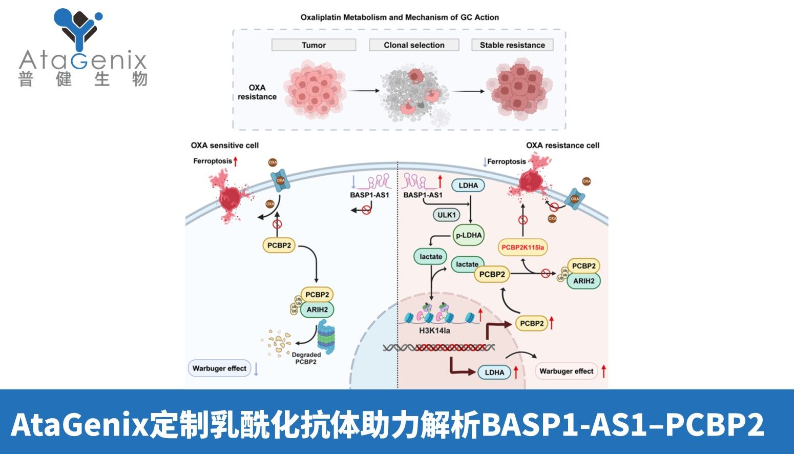 AtaGenix定制乳酰化抗体助力解析BASP1-AS1–PCBP2通路，揭示胃癌奥沙利铂耐药新机制