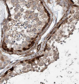 BAG1S Antibody抗体,orb394749,bio