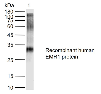 ADGRE1 Rabbit Polyclonal Antib