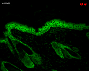 HSP90 Antibody (FITC)抗体，orb146