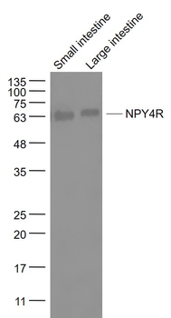 NPY4R Rabbit Polyclonal Antibo