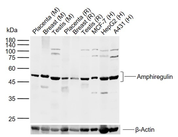 Amphiregulin Rabbit Polyclonal