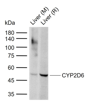 CYP2D6 Rabbit Polyclonal Antib