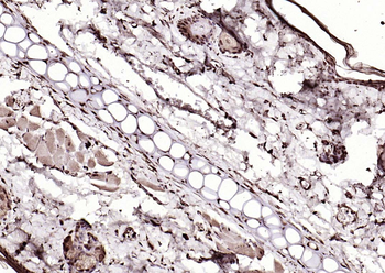 LSM3 Rabbit Polyclonal Antibod