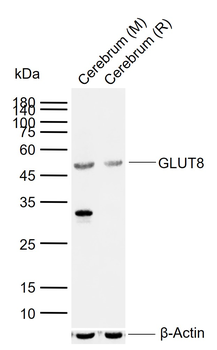GLUT8 Rabbit Polyclonal Antibo
