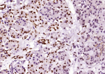 Phospho-Bad (Ser134) Rabbit Po