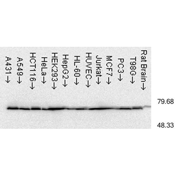 HSP70 Antibody (PerCP)抗体，orb14