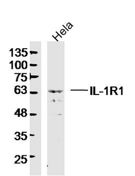 IL-1R1 Rabbit Polyclonal Antib