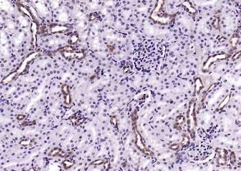 Cyclophilin B Recombinant Rabb