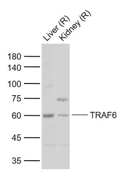 TRAF6 Rabbit Polyclonal Antibo