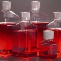 人甲状腺髓样癌细胞Delta-47