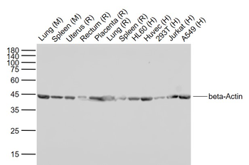 Beta-Actin Rabbit Polyclonal A