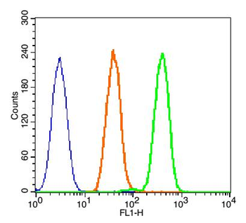 Phospho-beta catenin (Tyr142)