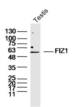 FIZ1 Rabbit Polyclonal Antibod