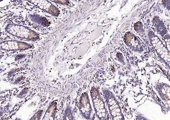 Cyclophilin B Mouse Monoclonal