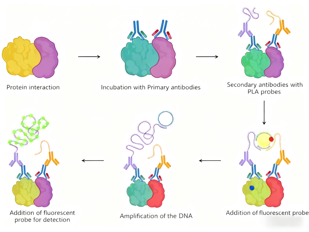 邻位连接技术（PLA）：原理、流程与在细胞内蛋白相互作用研究中的应用