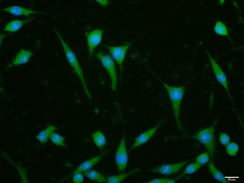 Hsc70 Rabbit Polyclonal Antibo