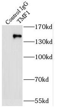 TMF1 Antibody抗体,orb395690,bior