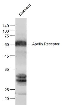 Apelin Receptor Rabbit Polyclo