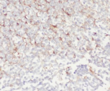 IDO1 Antibody抗体，orb627915，bior