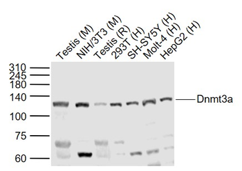 Dnmt3a Rabbit Polyclonal Antib