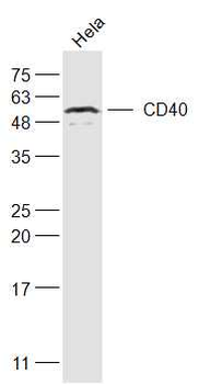CD40/TNFRSF5 Rabbit Polyclonal