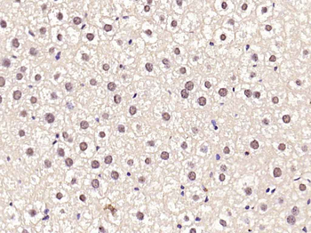 SREBP1 Rabbit Polyclonal Antib