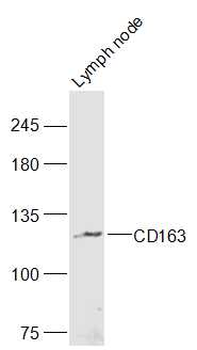 CD163 Rabbit Polyclonal Antibo