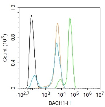 BACH1 Rabbit Polyclonal Antibo