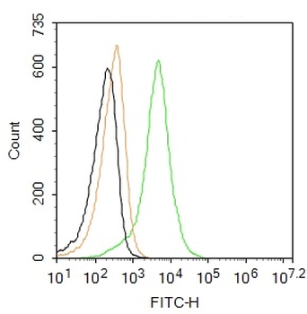 CD11c Rabbit Polyclonal Antibo