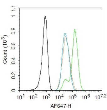 Phospho-Smad3 (Ser208) Rabbit 