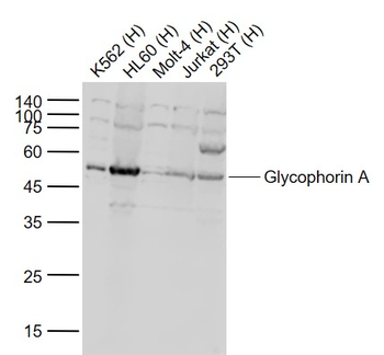 Glycophorin A Rabbit Polyclona