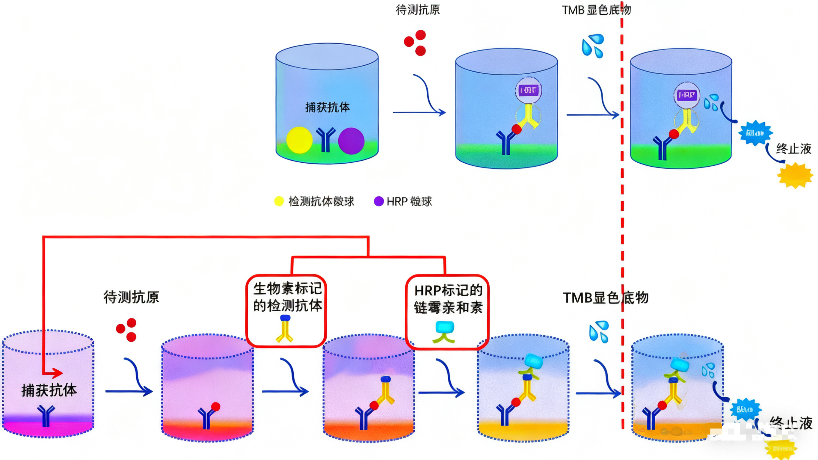 一步法ELISA试剂盒：如何革新免疫检测的工作流程？