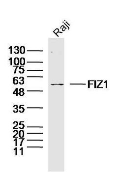 FIZ1 Rabbit Polyclonal Antibod