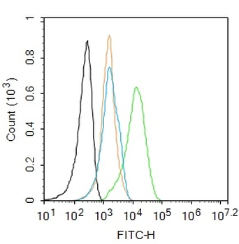 Phospho-Cyclin E1 (Thr77) Rabb