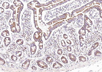 GDNFRA Rabbit Polyclonal Antib